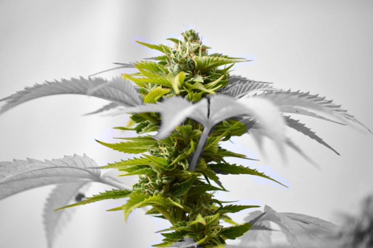 Medizinisches Cannabis- interessante Fakten