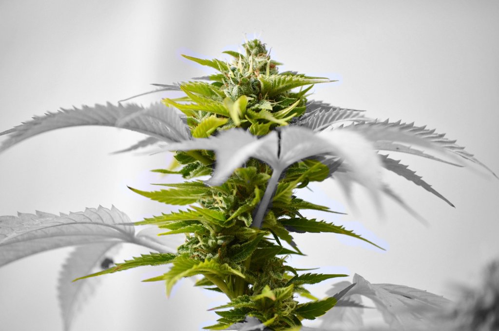 Medizinisches Cannabis sind Hybride. Hier ist eine schöne Cannabisflanze zu sehen, mit vielen Blüten.Foto: Jordon Greentree auf Flickr
