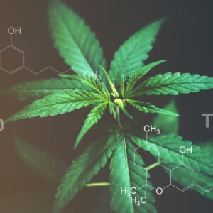 Eine Cannabispflanze mit den verschiedenen Formeln der Cannabinoide ist zu sehen.
