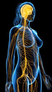 das endocannabinoidsystem wirkt im ganzen Körper