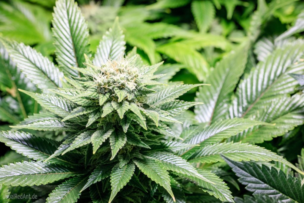 die Unterscheidung der Cannabissorten