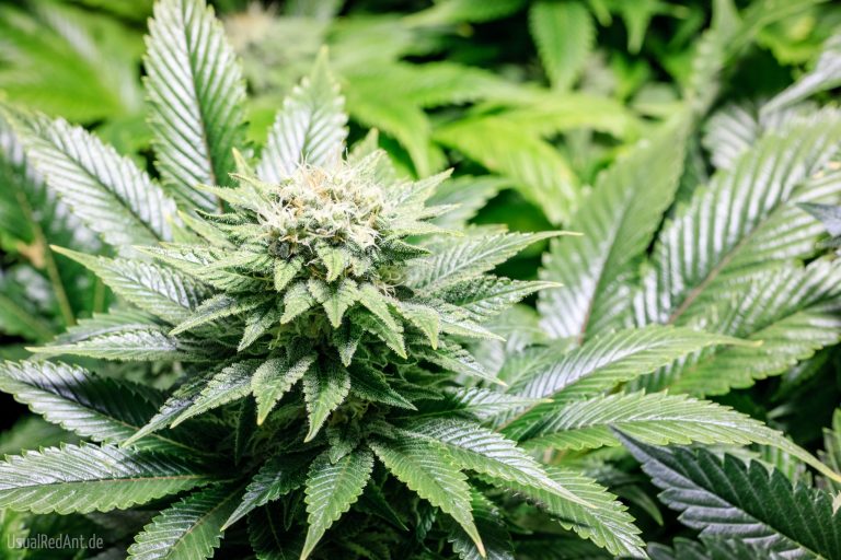 Die Cannabissorten und ihre Unterschiede