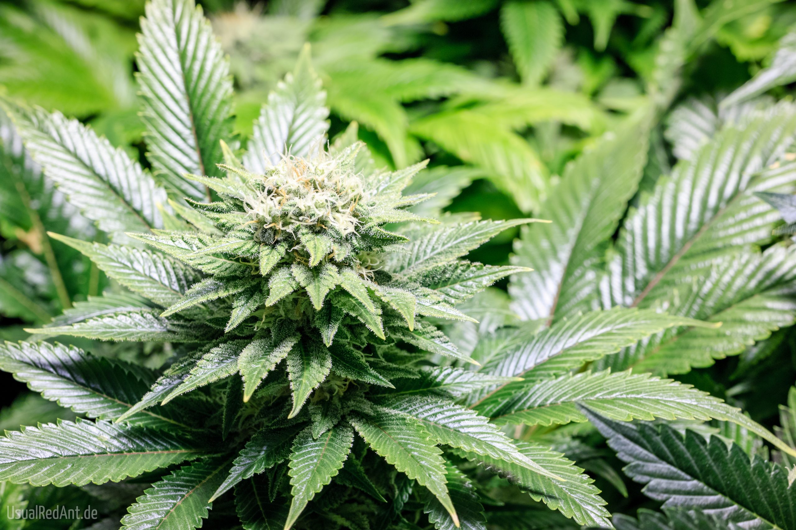 die Unterscheidung der Cannabissorten