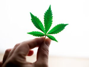 Das Blatt einer Cannabis indica Sorte ist zu sehen.