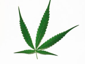 Das Blatt einer Cannabis sativa ist zu sehen
