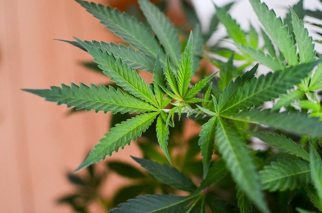 Die Cannabispflanze ist geeignet für das Indoor Growing und Outdoor Growing. Foto: Philip Steffan auf Flickr