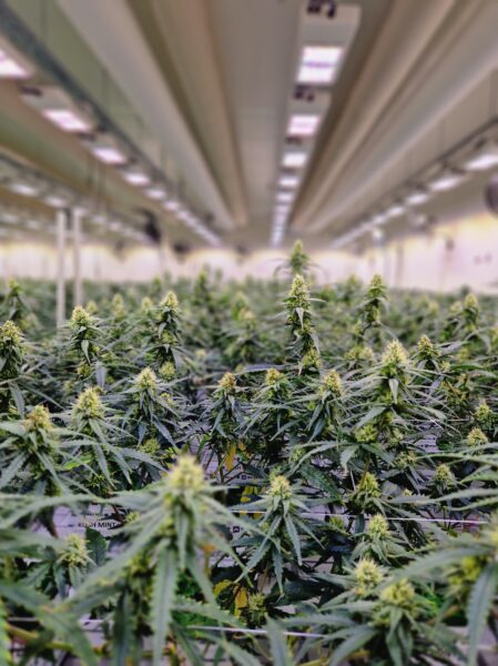 Cannabisblüten in einem Grow Room