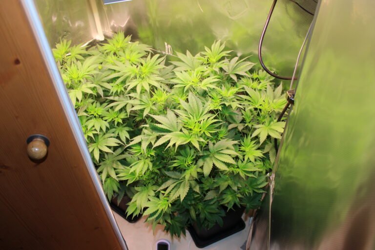 Suchtexperte sieht das Cannabis-Gesetz als Fortschritt