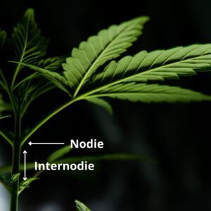 Nodien und Internodien sind wichtige Ansatzpunkte beim Cannabisgrow. Sie geben dir Auskunft über die Gesundheit deiner Pflanze. 
