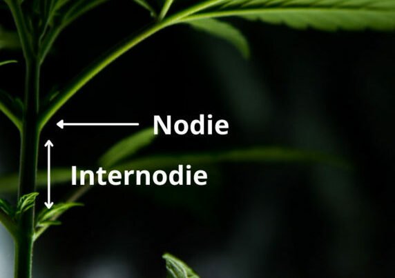 Nodien und Internodien sind wichtige Ansatzpunkte beim Cannabisgrow. Sie geben dir Auskunft über die Gesundheit deiner Pflanze.
