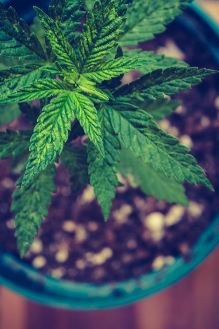 Die vegetative Phase - was du darüber wissen solltest
