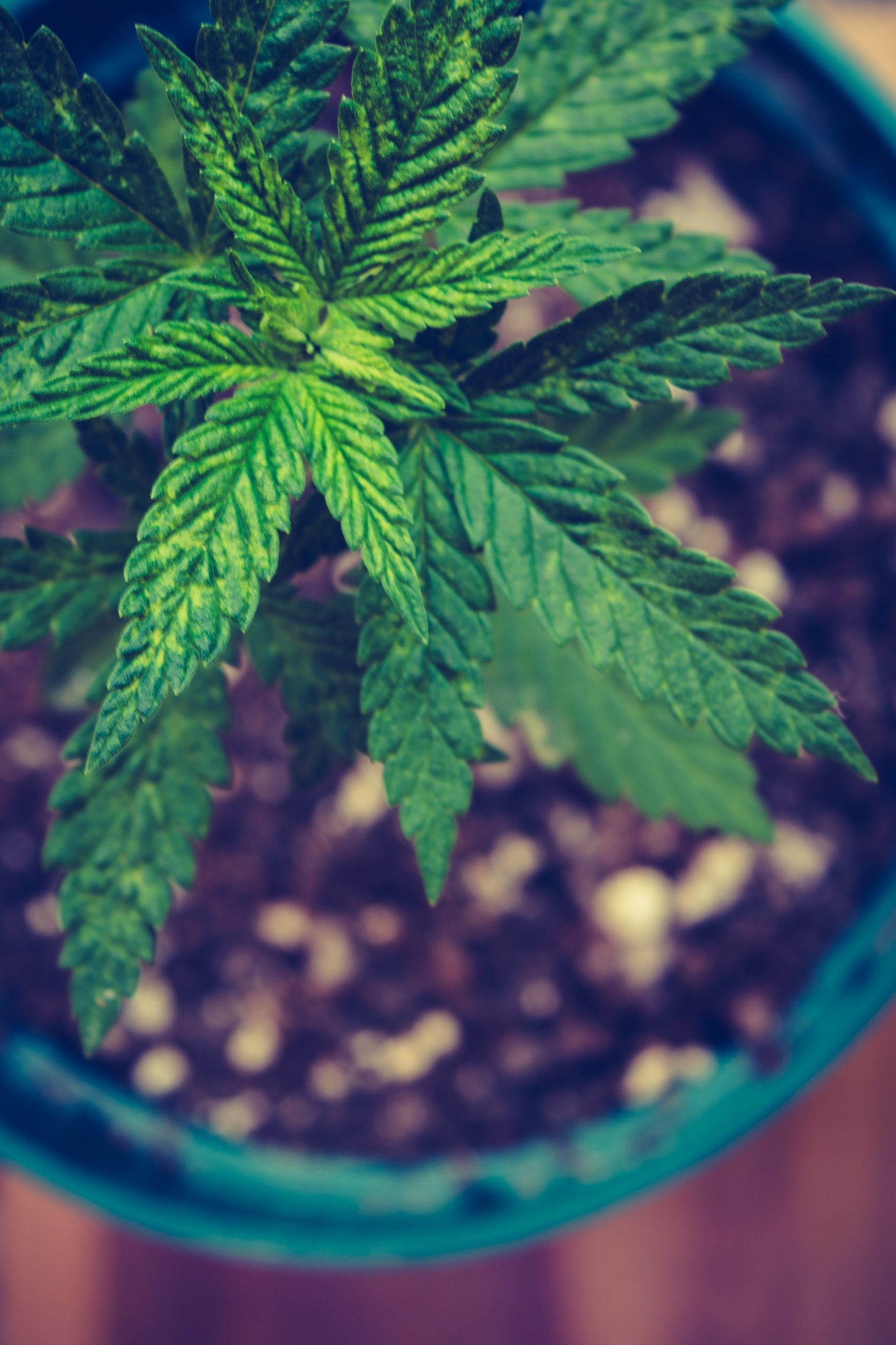Die vegetative Phase ist die Wachstumsphase der Cannabispflanze.