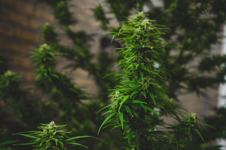 Die Cannabisgeschichte vor 6000 Jahren