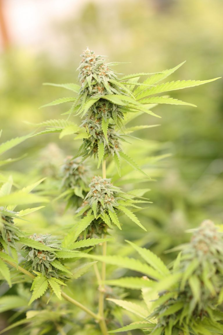 Der richtige Dünger für deine Cannabispflanzen