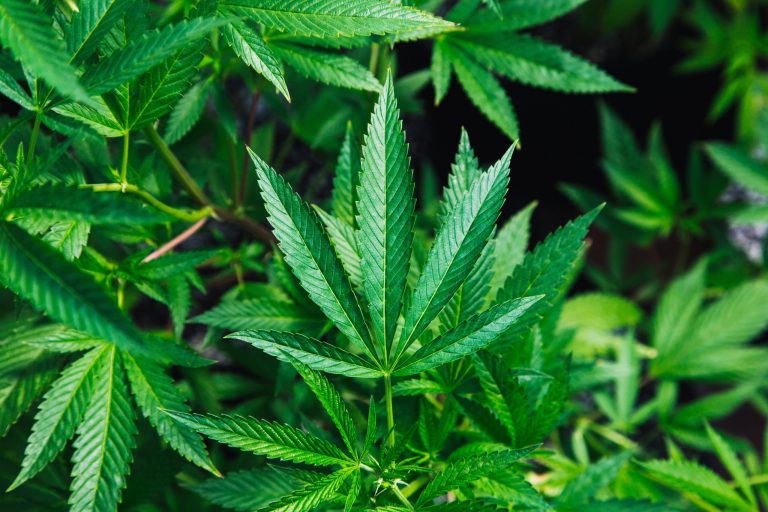 Die heutigen Cannabisgesetze - der Weg dorthin