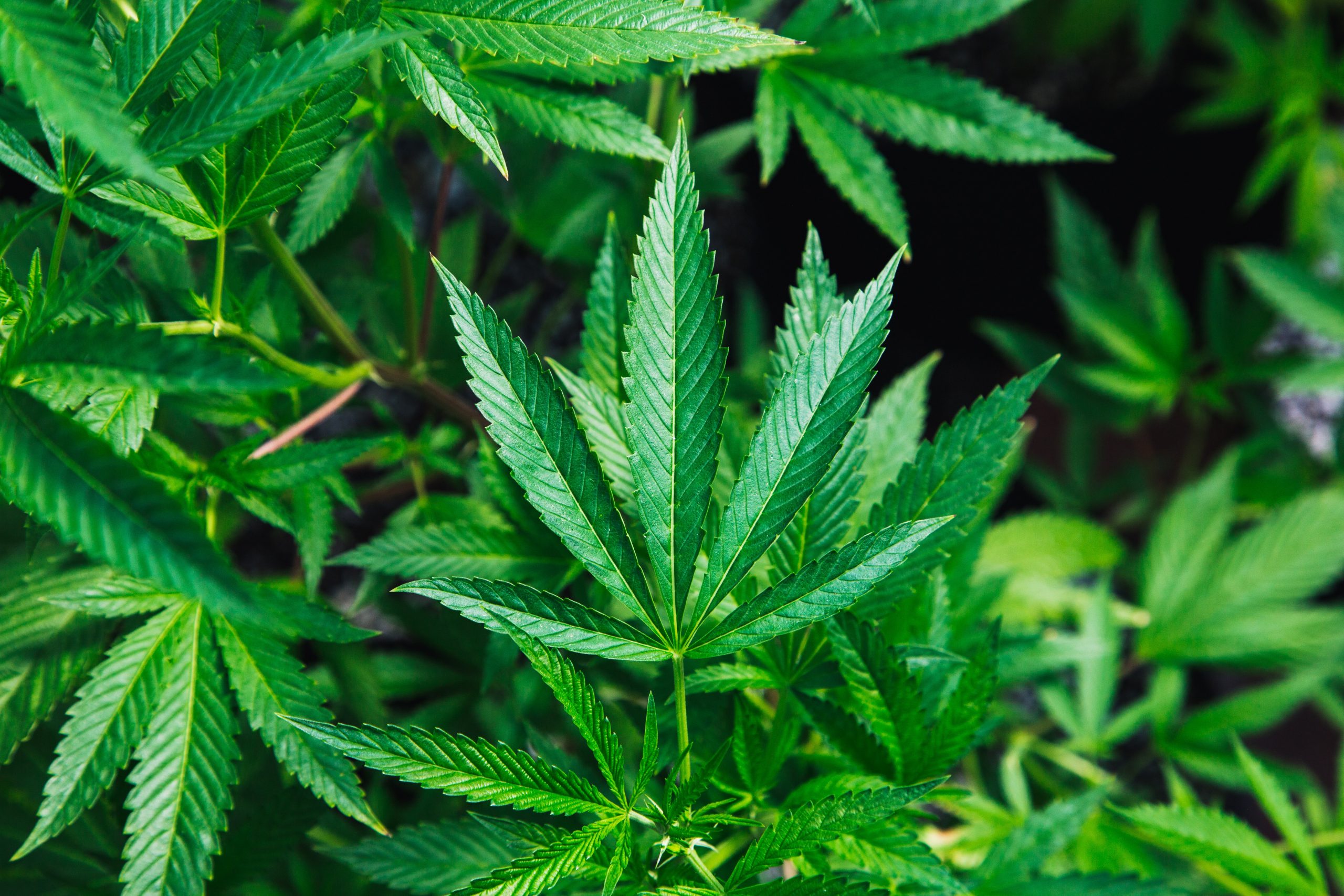 Viele grüne Hanfblätter sind zu sehen. Die Cannabisgesetze haben eine lange Geschichte hinter sich.