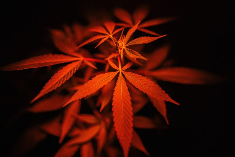 Toxizität von Cannabis- wie gefährlich ist es wirklich?