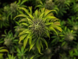 man sieht eine Cannabispflanze von oben, mit einer großen Blüte.