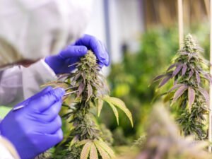 Cannabisblüten werden mit Handschuhen und einer Pinzette kontrolliert. 
