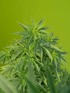 eine Cannabispflanze mit grünem Hintergrund ist zu sehen.