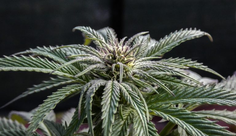 Was ist Cannabis? Mehr als nur großartig!