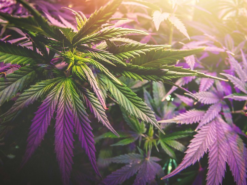 purple Cannabis