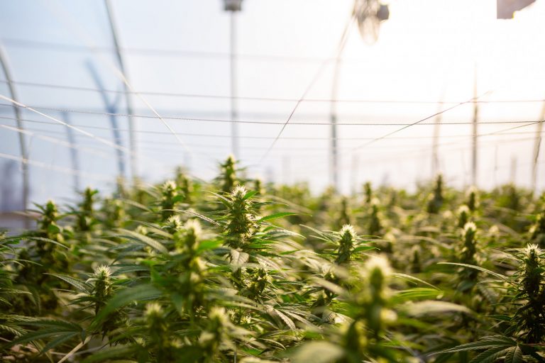 1. Cannabisanbau - Deutschland auf Hochtouren