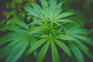 Die Cannabispflanze geht an die Börse. Cannabis Aktien Foto: chris-lillie-vts4MtJrC90-unsplash