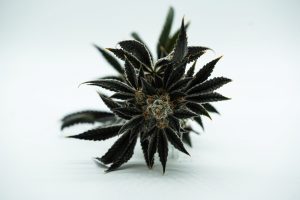 der pH-Wert und EC-Wert beim Cannabisanbau liefern wichtige Anhaltspunkte über die Gesundheit der Pflanzen. Foto: Avery-meeker auf Unsplash