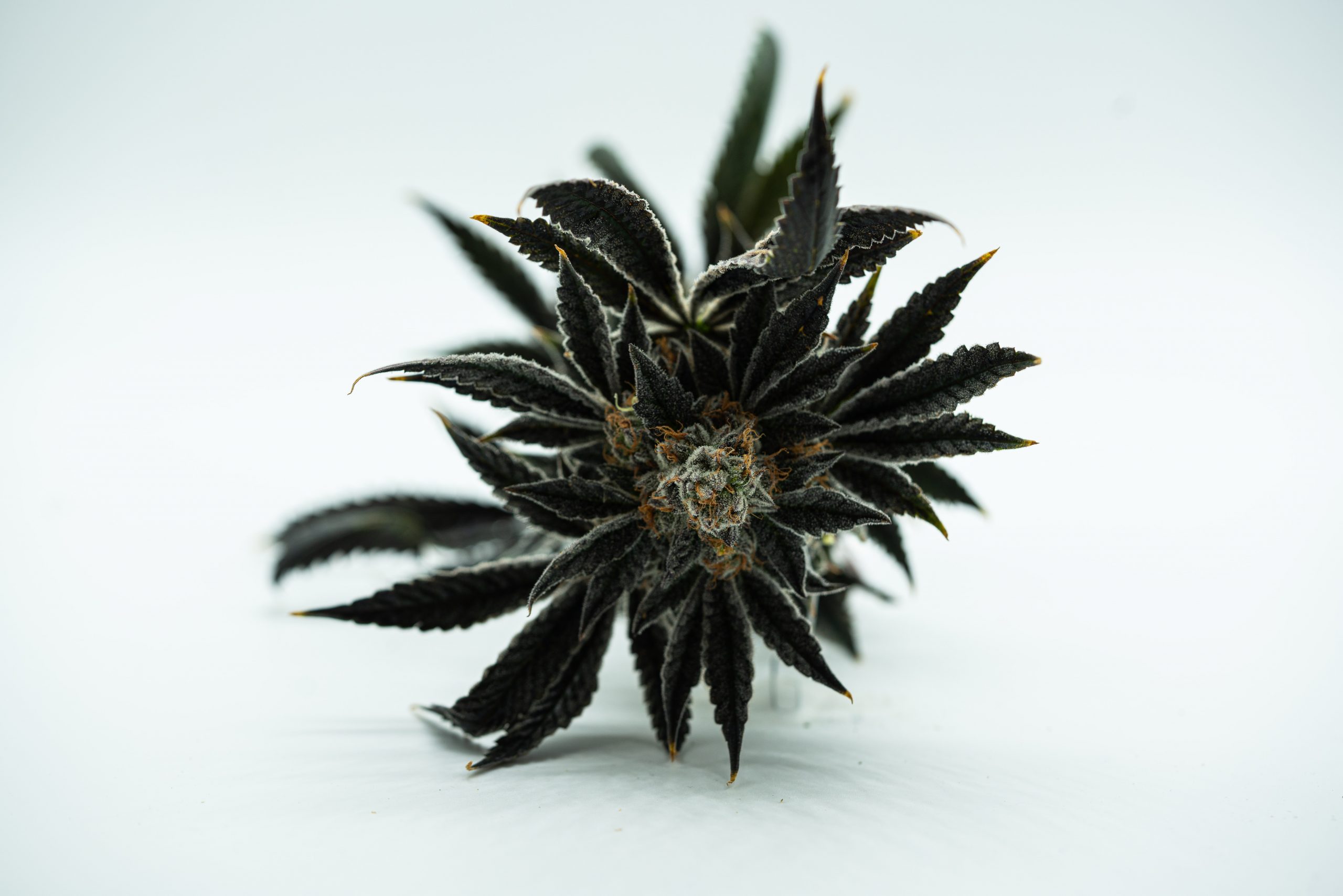 der pH-Wert und EC-Wert beim Cannabisanbau liefern wichtige Anhaltspunkte über die Gesundheit der Pflanzen. Foto: Avery-meeker auf Unsplash