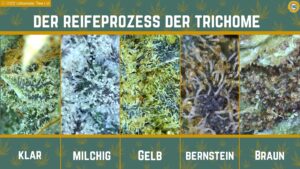 Die unterschiedliche Stadien der Trichome sind zu sehen.