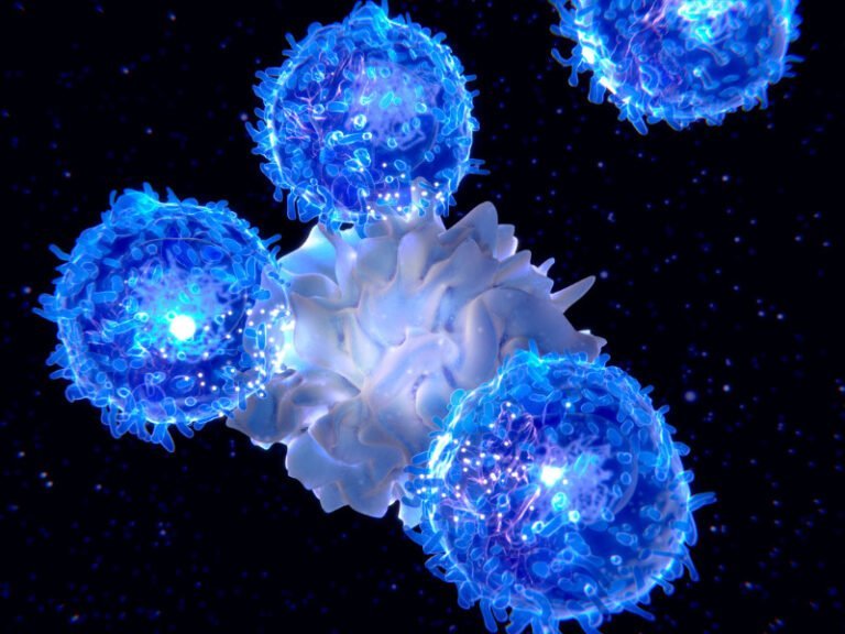 Lymphozyten