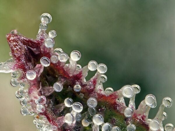 Trichome milchig