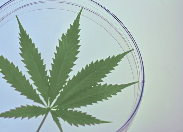 Cannabis und Corona, gibt es zwischen diesen beiden Begriffen eine Verbindung? Ein Hanfblatt in einem Reagenzglas ist zu sehen.