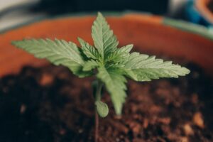 eine kleine Cannabispflanze ist zu sehen.