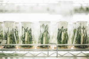 CO2 für deine Hanfpflanzen Es sind mehrere Pflanzen, luftdicht verschlossen in Laborgläsern zu sehen. So erhalten sie kein CO2.