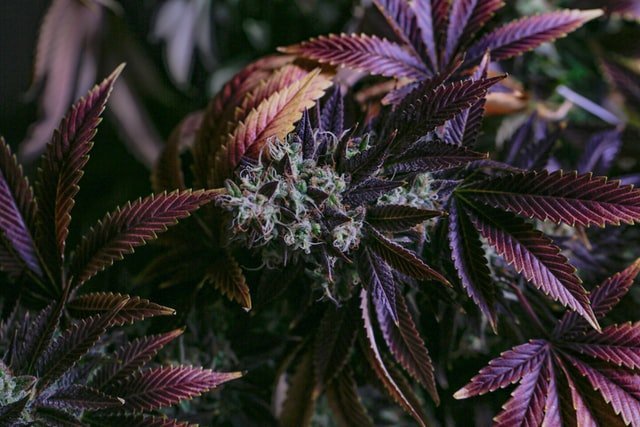 spezielle Growsorten gibt es einige, wie die hier zu sehende purple Sorte. Eine lilafarbene Cannabispflanze