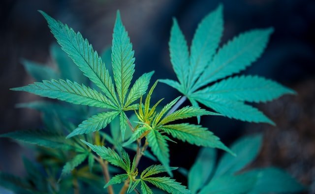 die satten grünen Blätter einer Cannabispflanze sind zu sehen. Sie sind verantwortlich für den Begriff "Entourage-Effekt".