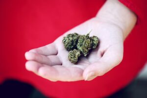 Ein roter Pulli ist zu sehen, mit einer Hand die drei Cannabis Blüten hält. 