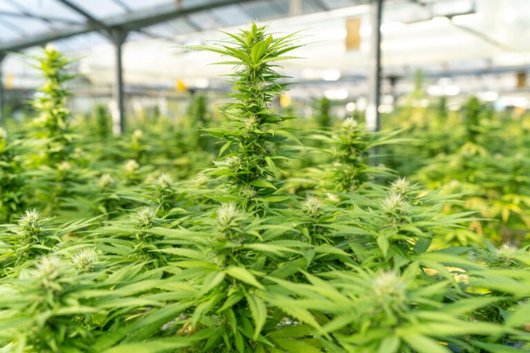 Bedrocan® - medizinisches Cannabis