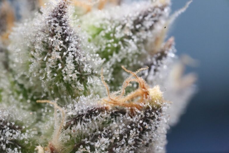 Trichome
