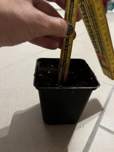 Ein Meterstab wird bei 2cm in Growerde gesteckt.