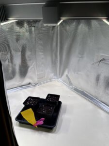 Ein Growschrank mit drei Pflanzentöpfchen ist zu sehen.
