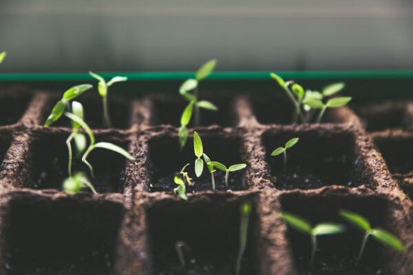 kleine Cannabisstecklinge sind zu sehen. Sie Phase in der sie sich befinden, ist die vegetative Phase