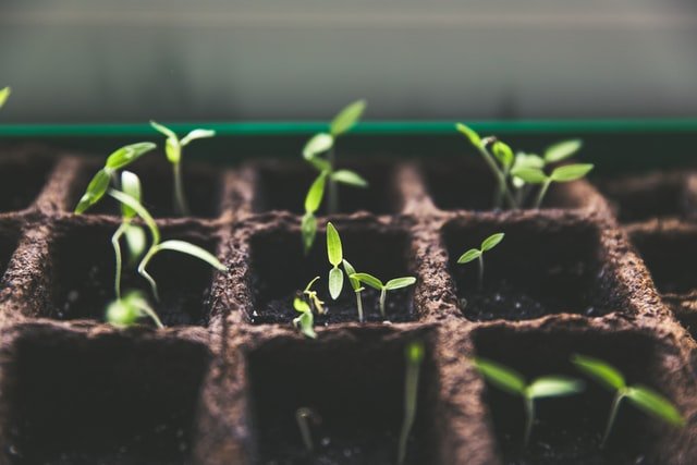 Vegetative Phase
