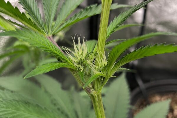 Blütenstempel einer Cannabispflanze