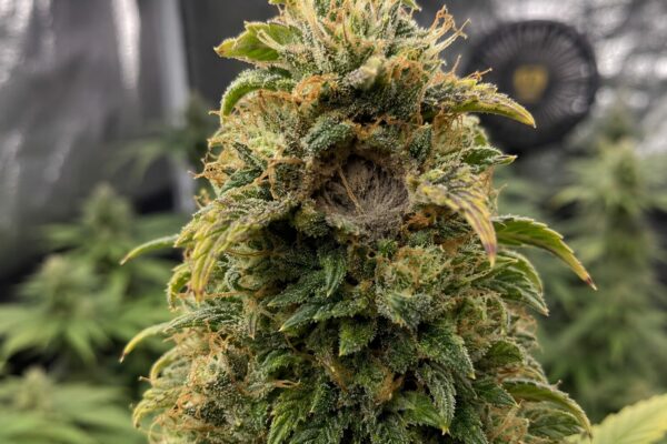 Bud Rot