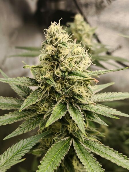 Eine dicke Cannabisblüte