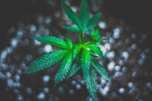 Terpene sind wichtige Bestandteile in der Cannabispflanze. Für die Pflanze und den Menschen. Foto: jonathan olsen koziol auf Unsplash.