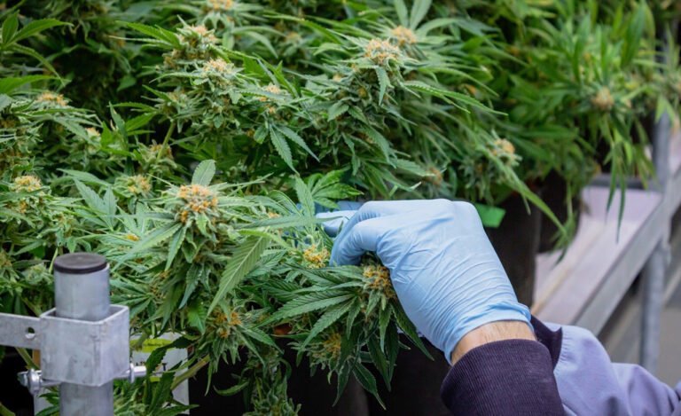 Cannabisblüten ernten: Erntezeitpunkt erkennen und Schritt für Schritt vorgehen